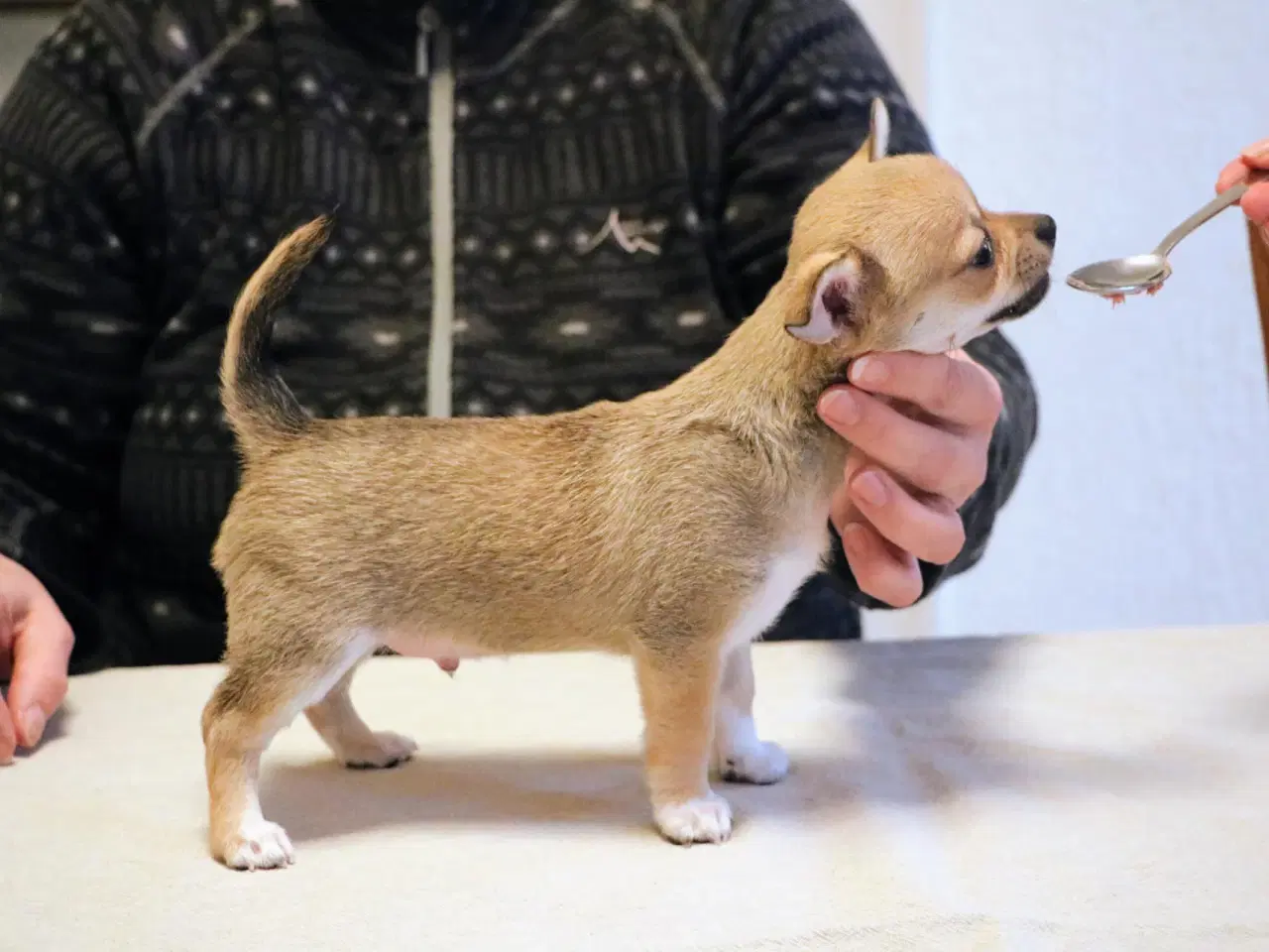 Billede 4 - Chihuahua med DKK-stambog