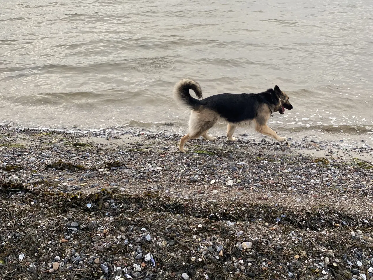 Billede 8 - Schæferhund tæve søger nyt hjem