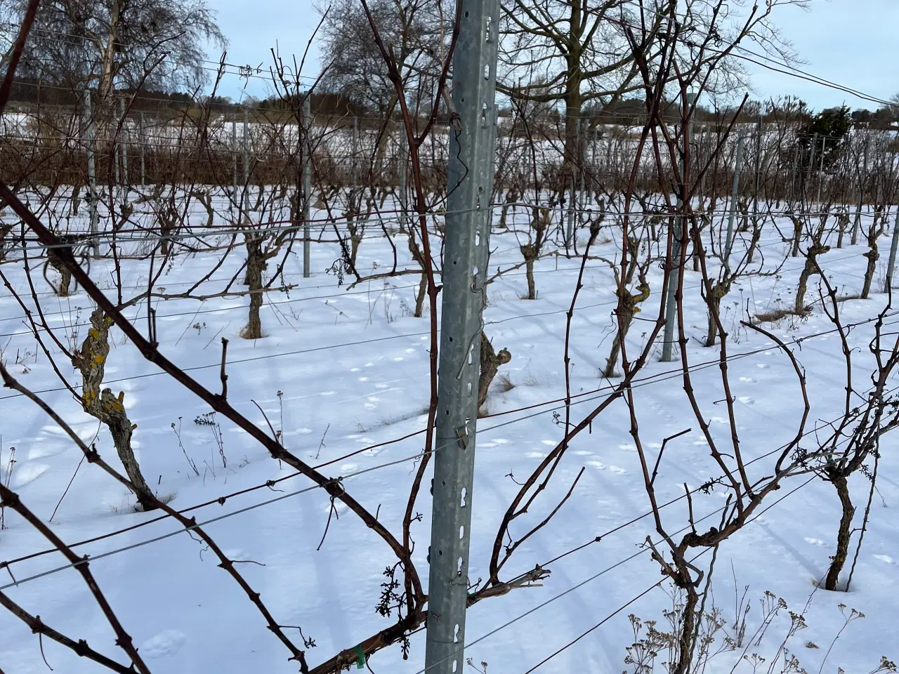 Billede 2 - Grav selv op vinstokke plus pæle