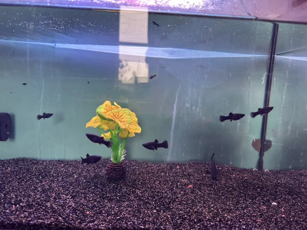 Billede 3 - Sort Molly unger 