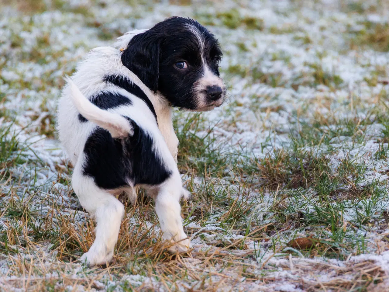 Billede 3 - Skønne jagt og familiehunde