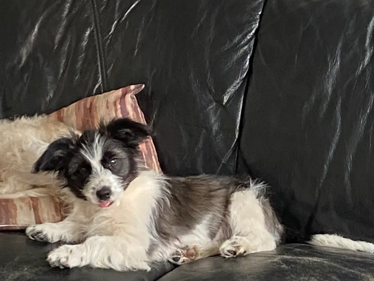 Billede 2 - Border collie / Coton de Tulear Så er vi Klar