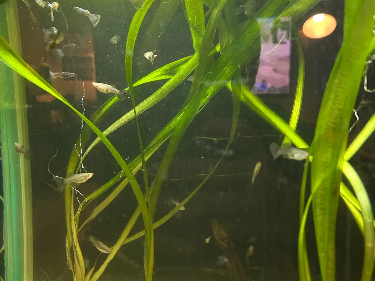 Billede 3 - 🌿 Levende akvarieplanter – 2 stk. GLS
