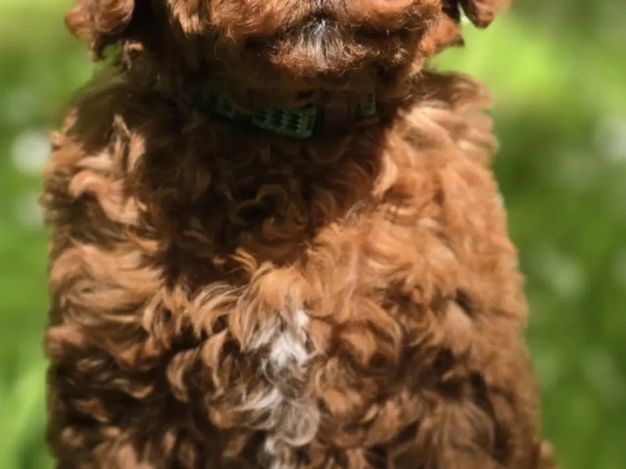 Billede 4 - Cavapoo F1B