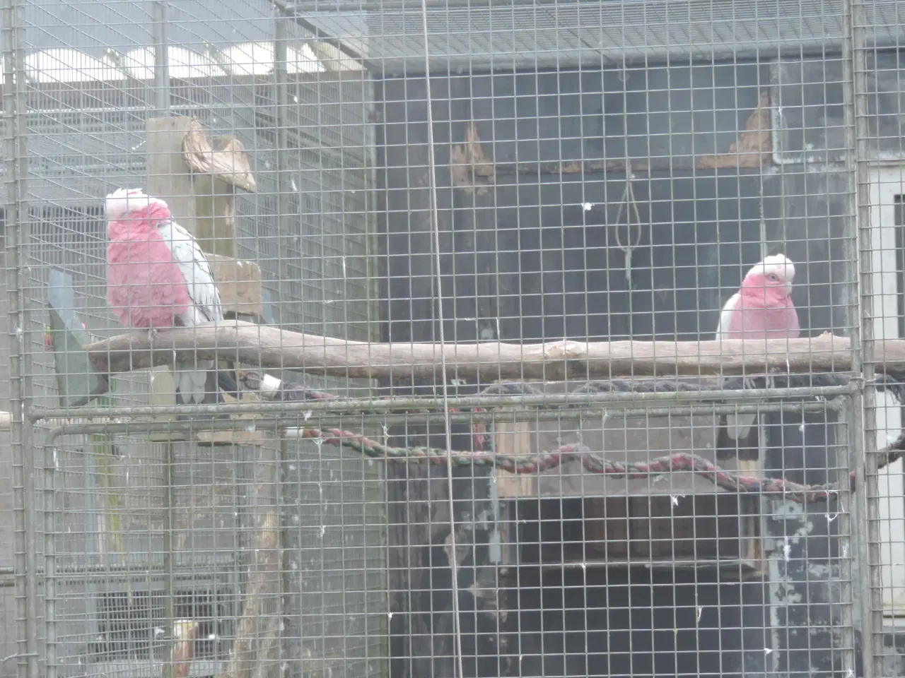 Billede 8 - Sælger 1 avlspar Rosa Kakadu.