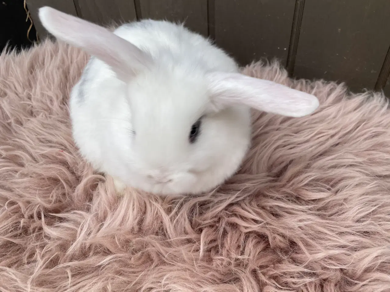 Billede 8 - Minilop dreng klar nu