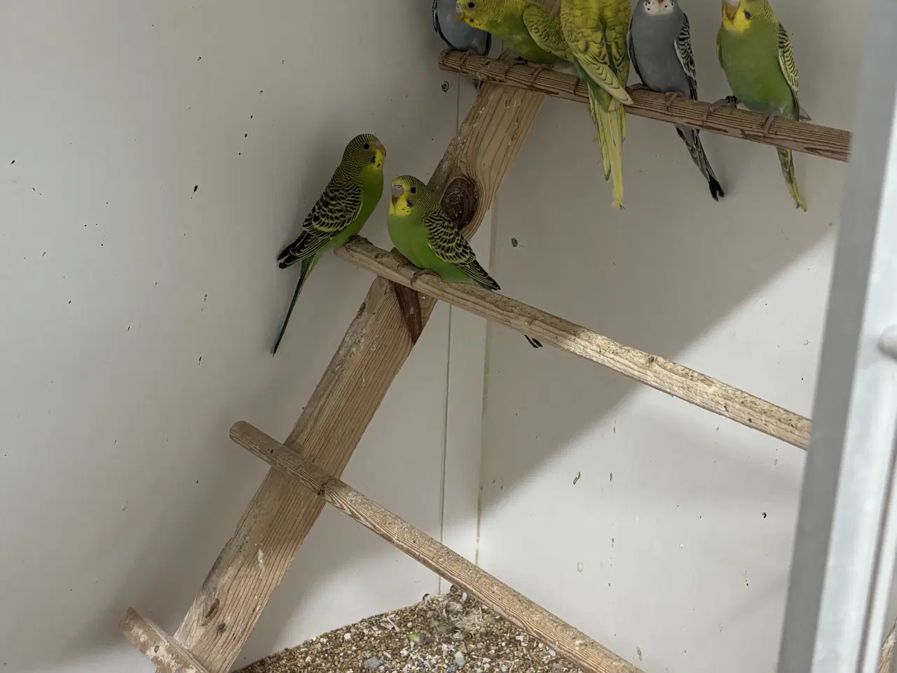 Billede 1 - Australske undulater