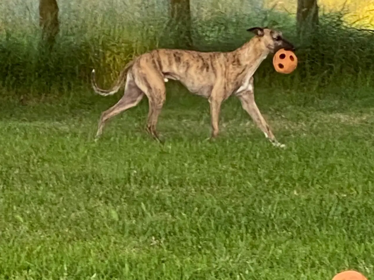 Billede 2 - Whippet søger hjem