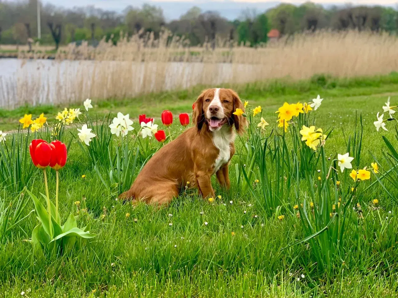 Billede 3 - FT Cocker Spaniel Han