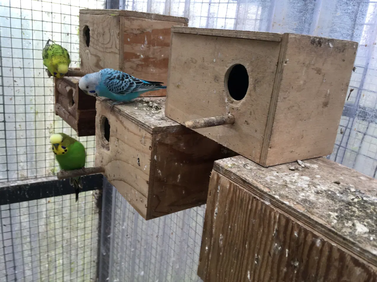 Billede 7 - Undulater flere forskellige farve