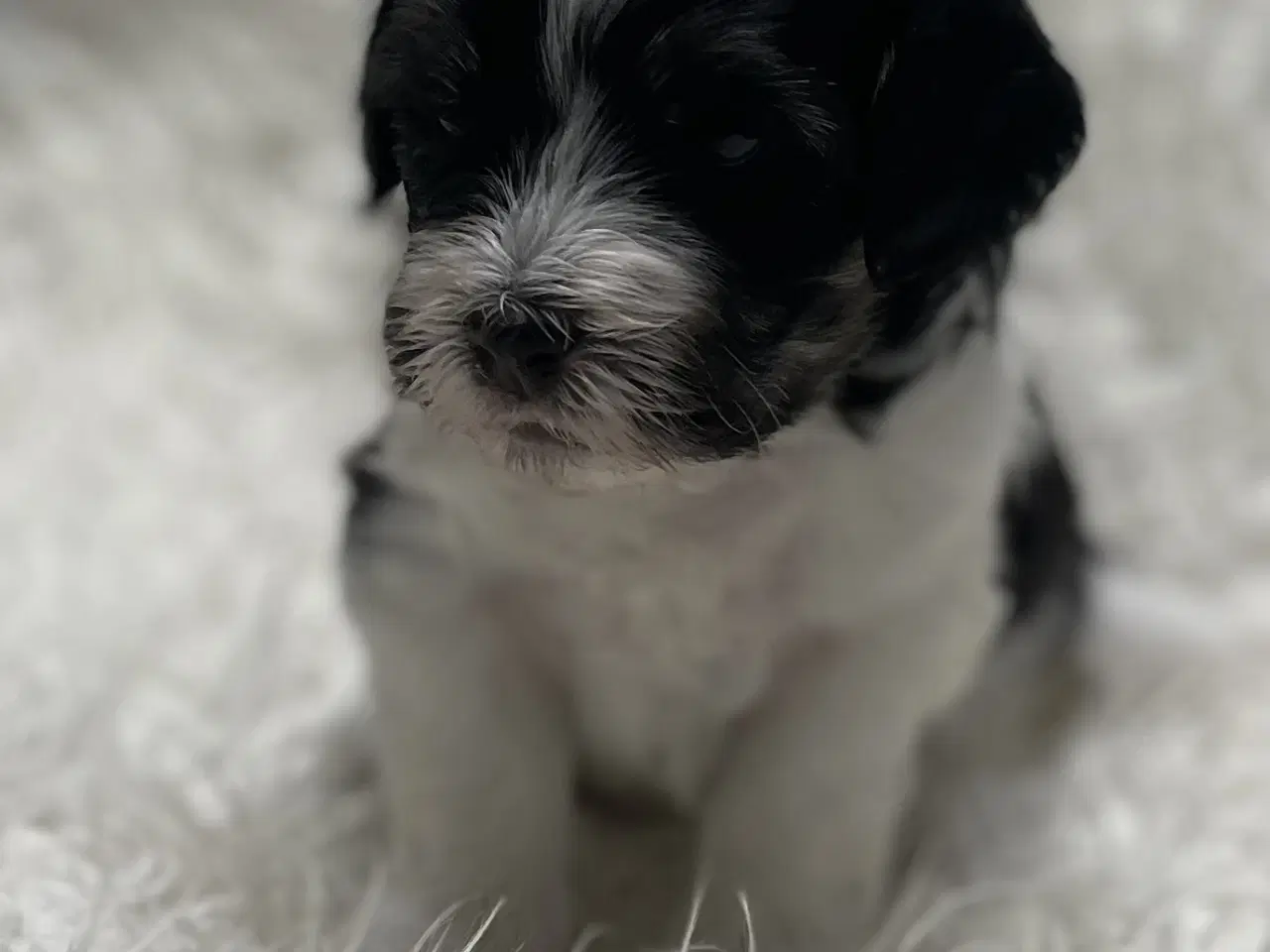 Billede 5 - Skønne plettede Lhasa-doodles hvalpe