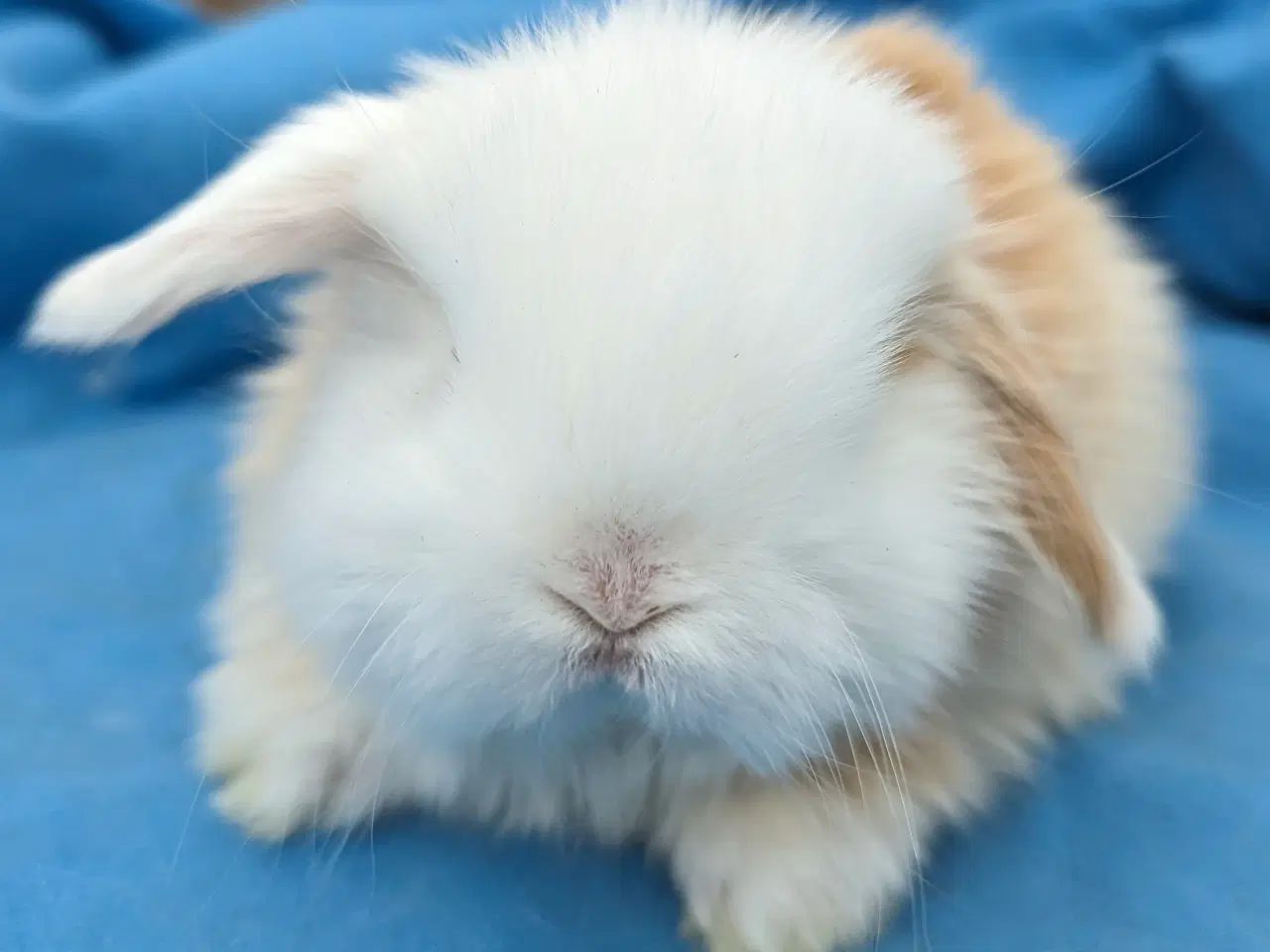 Billede 5 - Minilop kaninunge sælges