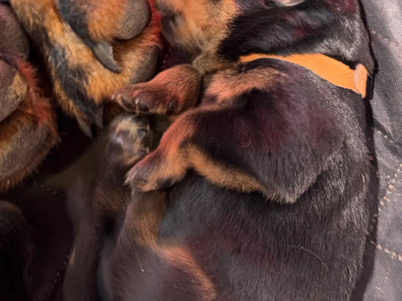 Billede 12 - M.B´Rottweiler Hvalpe