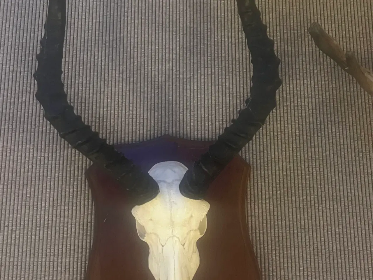 Billede 3 - Råbuk impala elg opsats