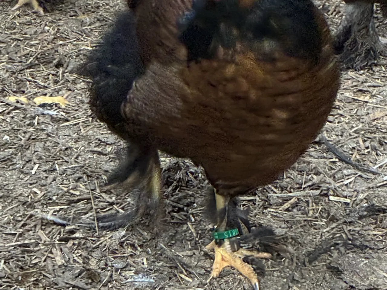 Billede 3 - Brahma x wyandotter