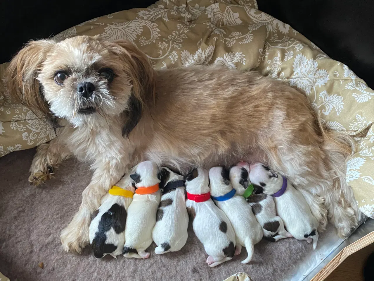 Billede 1 - Boomer (Shih Tzu / Malteser)