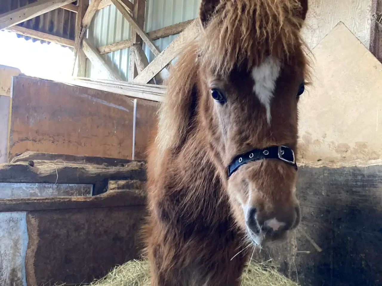 Billede 5 - Charmetrold søger familie
