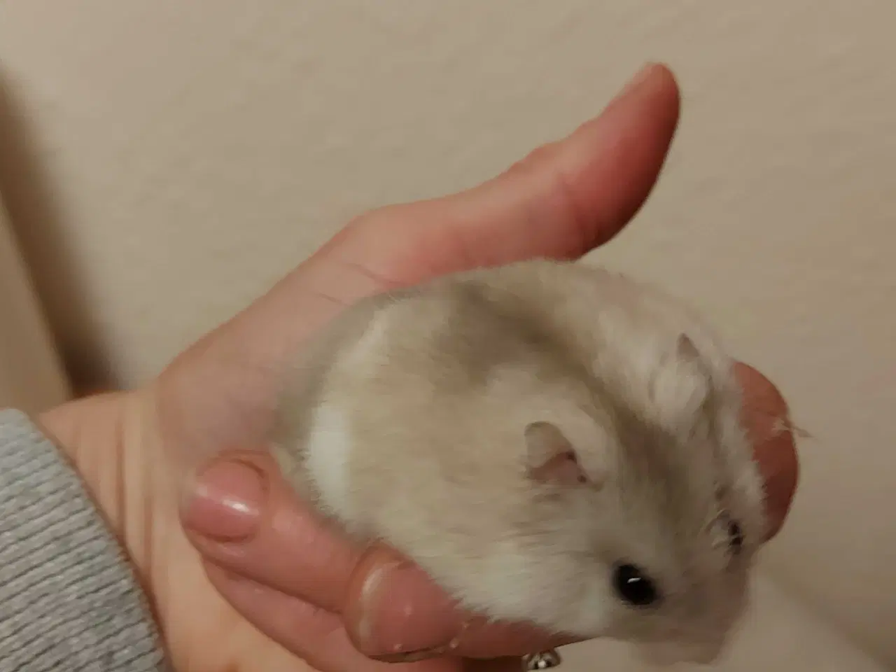 Billede 4 - Søde Hamster 