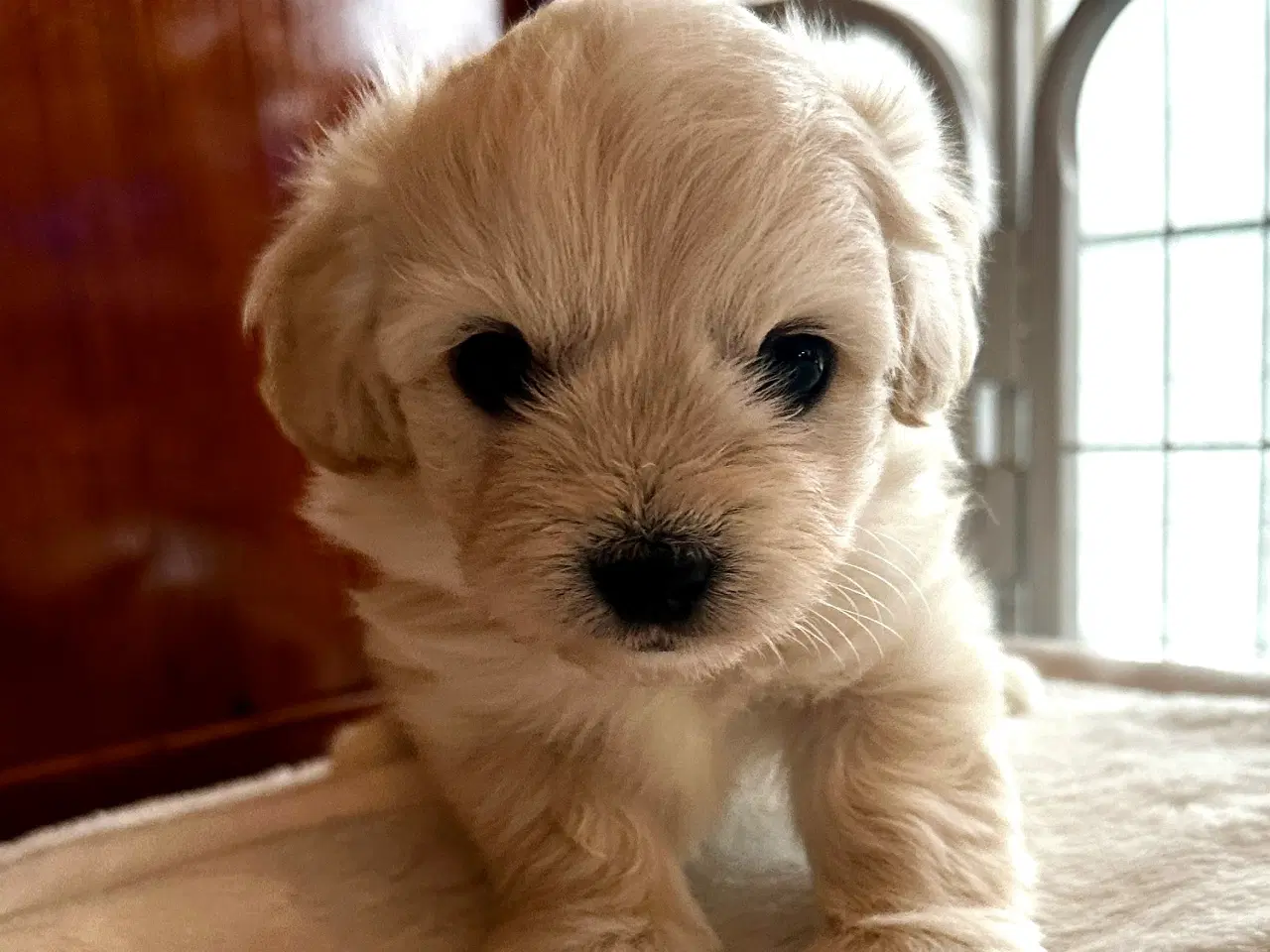 Billede 3 - Coton de Tulear blanding 