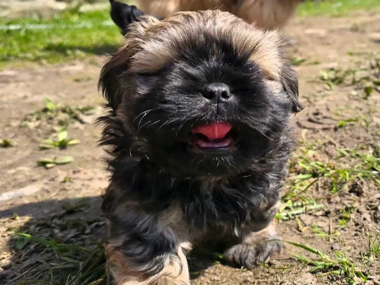 Billede 5 - Cody og Coco 