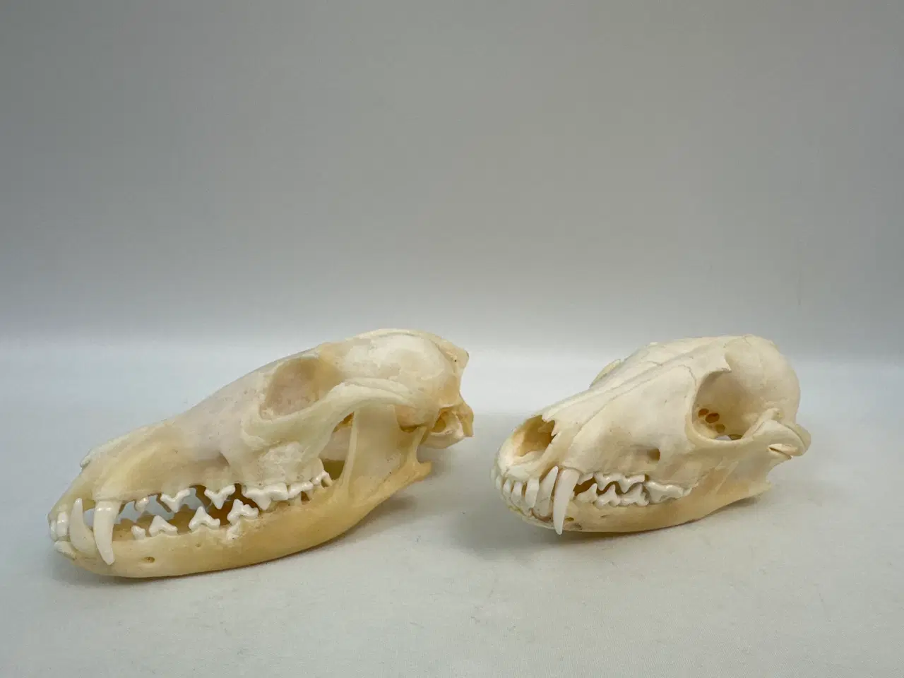 Billede 1 - 2 stk. kranier fra ræv 