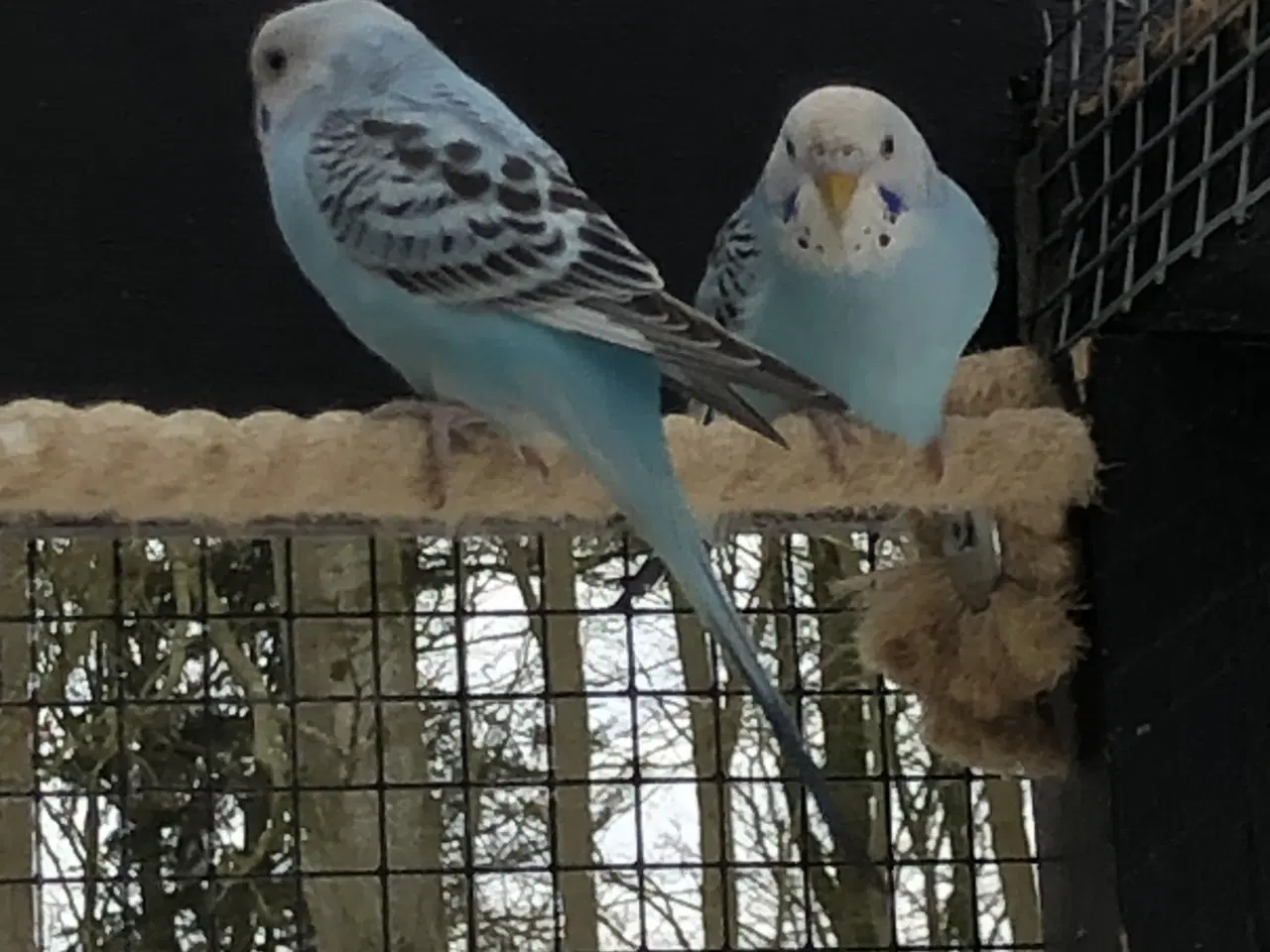 Billede 5 - Blå Undulater