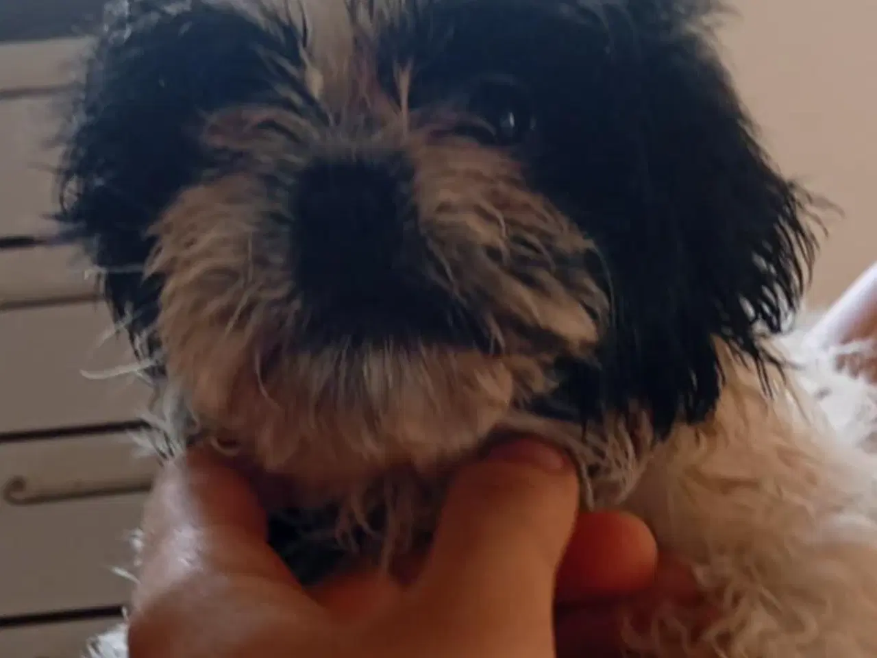 Billede 2 - Shih Tzu Hvalpe 3 mdr Gamle