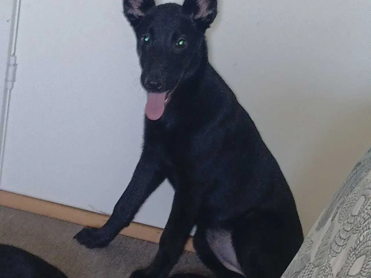 Billede 4 - Klar til at flytte hjemmefra 🐕 