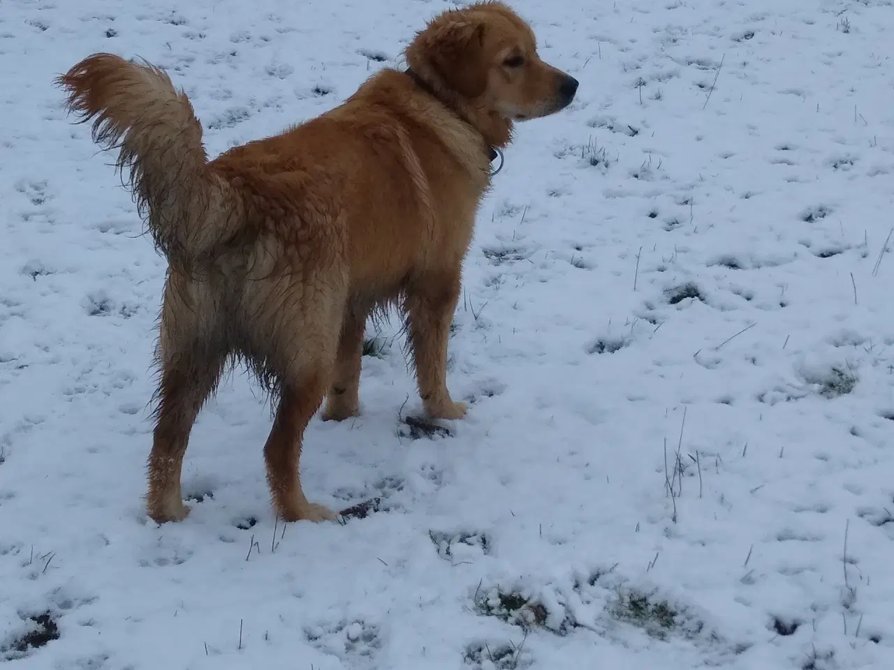 Billede 9 - Golden Retriever tilbydes til parring