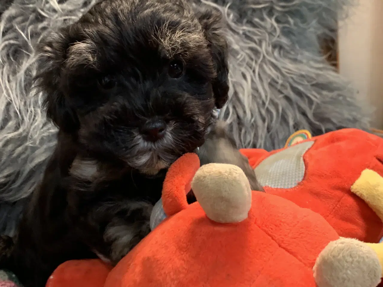 Billede 3 - Små fine Maltipoo babyer er rejseklar nu . 