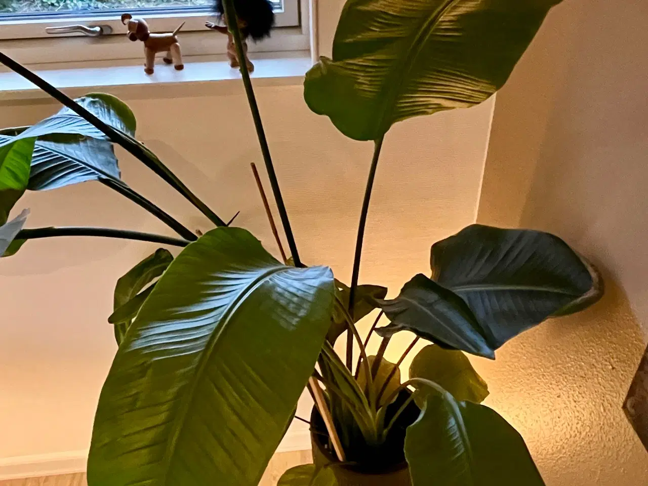 Billede 2 - Stor Strelitzia Nicolai ca. 230 cm inkl. potte