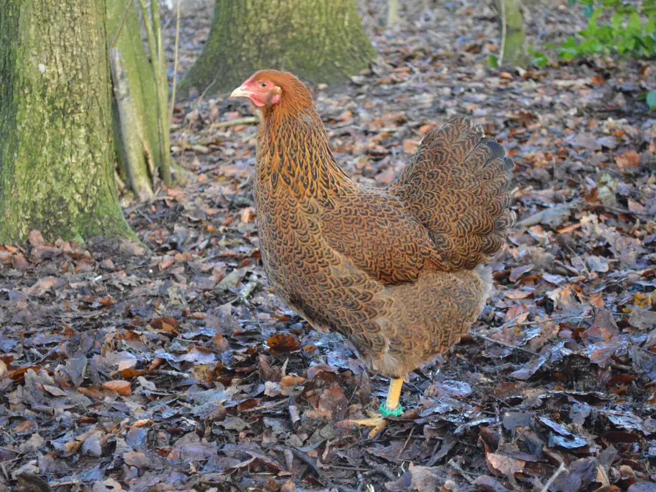 Billede 4 - høns avlstamm store Wyandotter guld-sortbåndet
