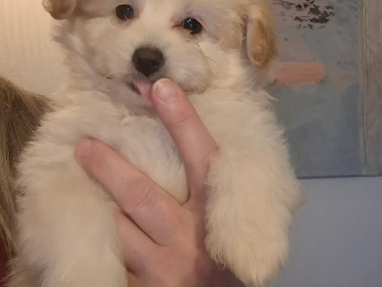 Billede 2 - Pompoo hvalpe 1 pige 2 drenge klar nu