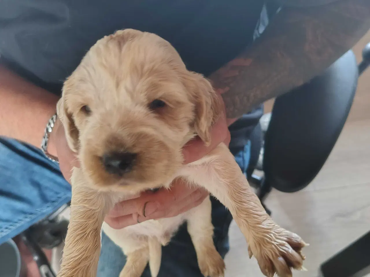Billede 6 - Cocker Spaniel 