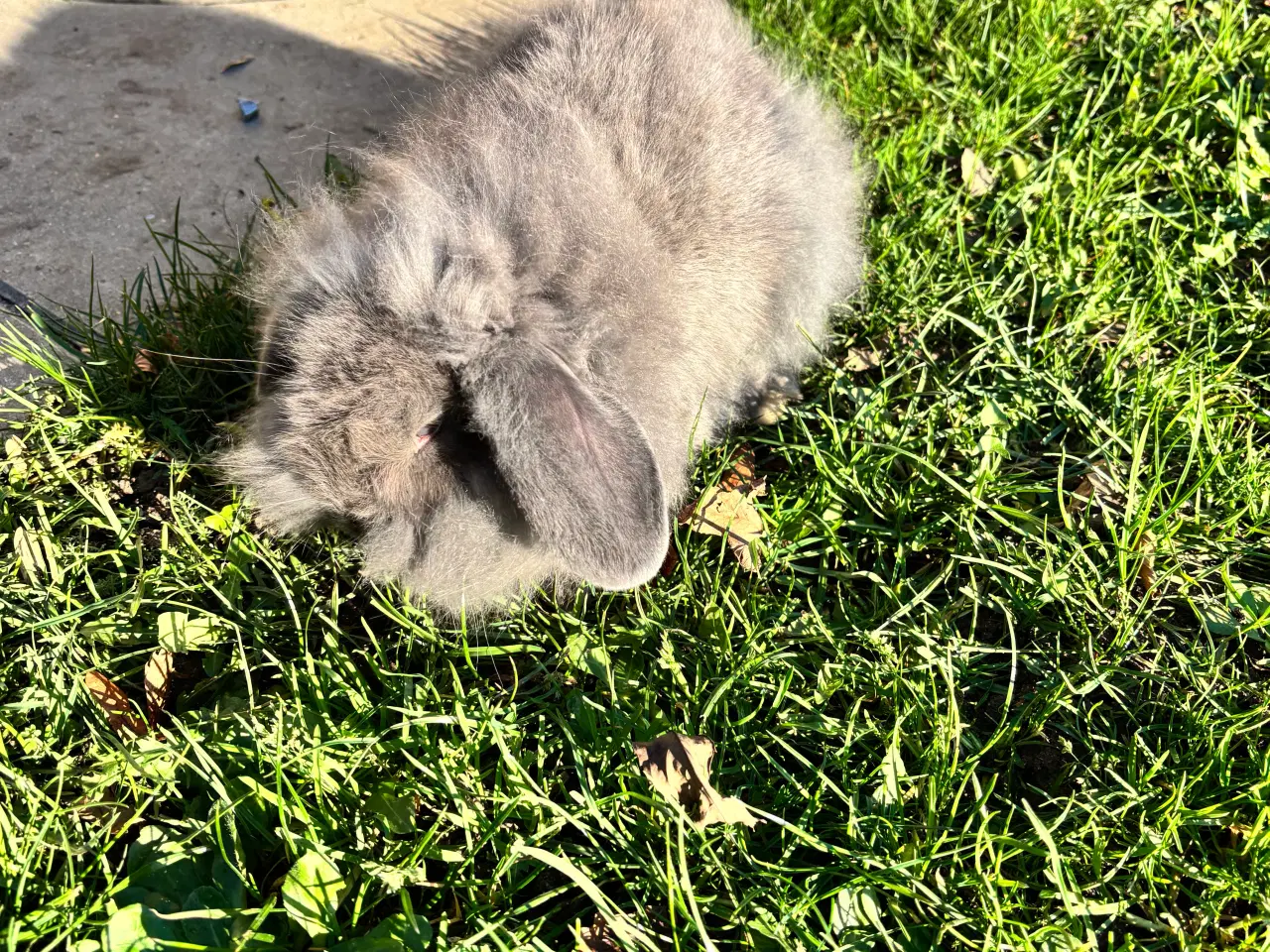 Billede 3 - Søde kaninunger sælges