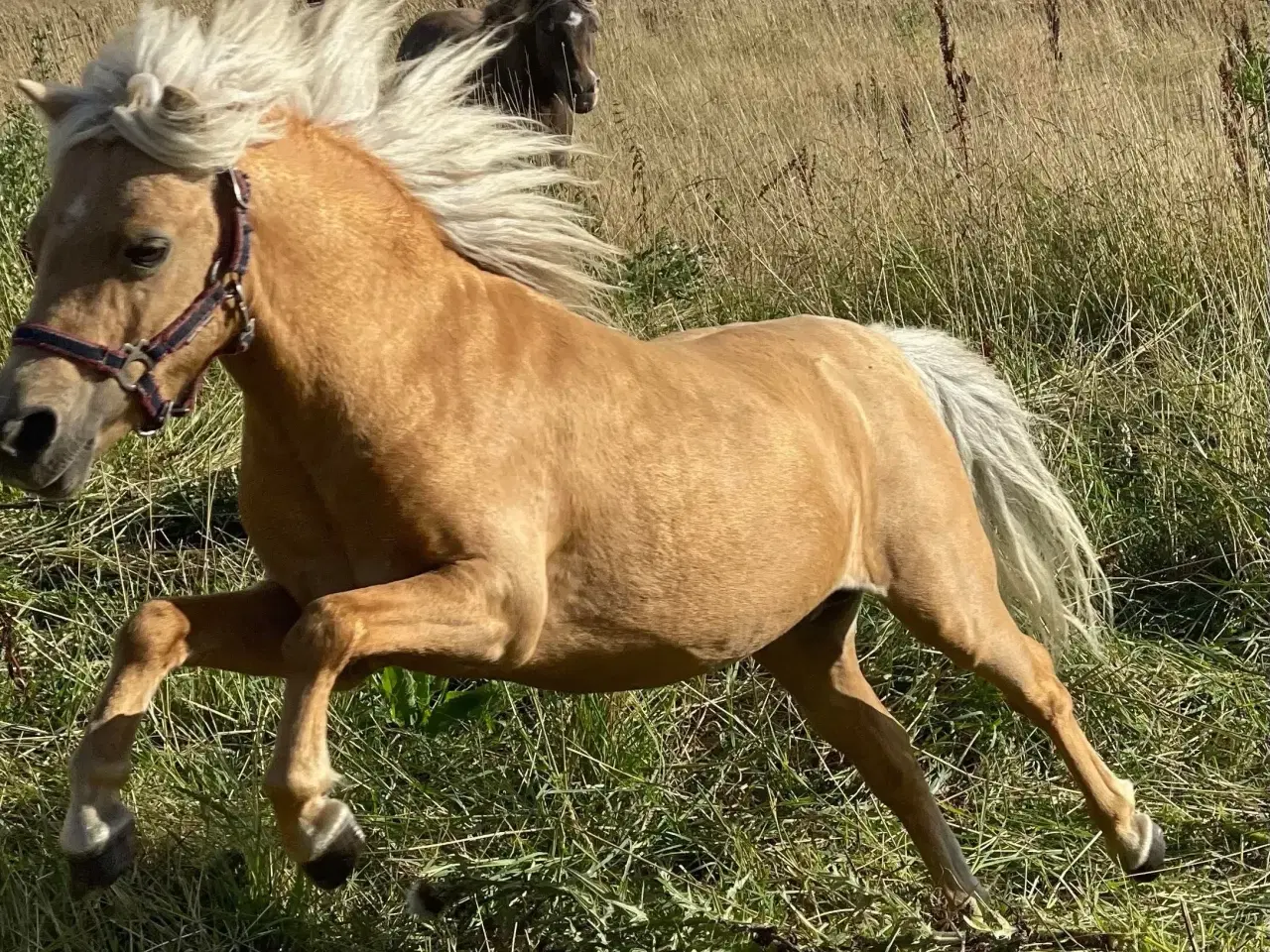 Billede 6 - Amerikansk miniature palomino hingst