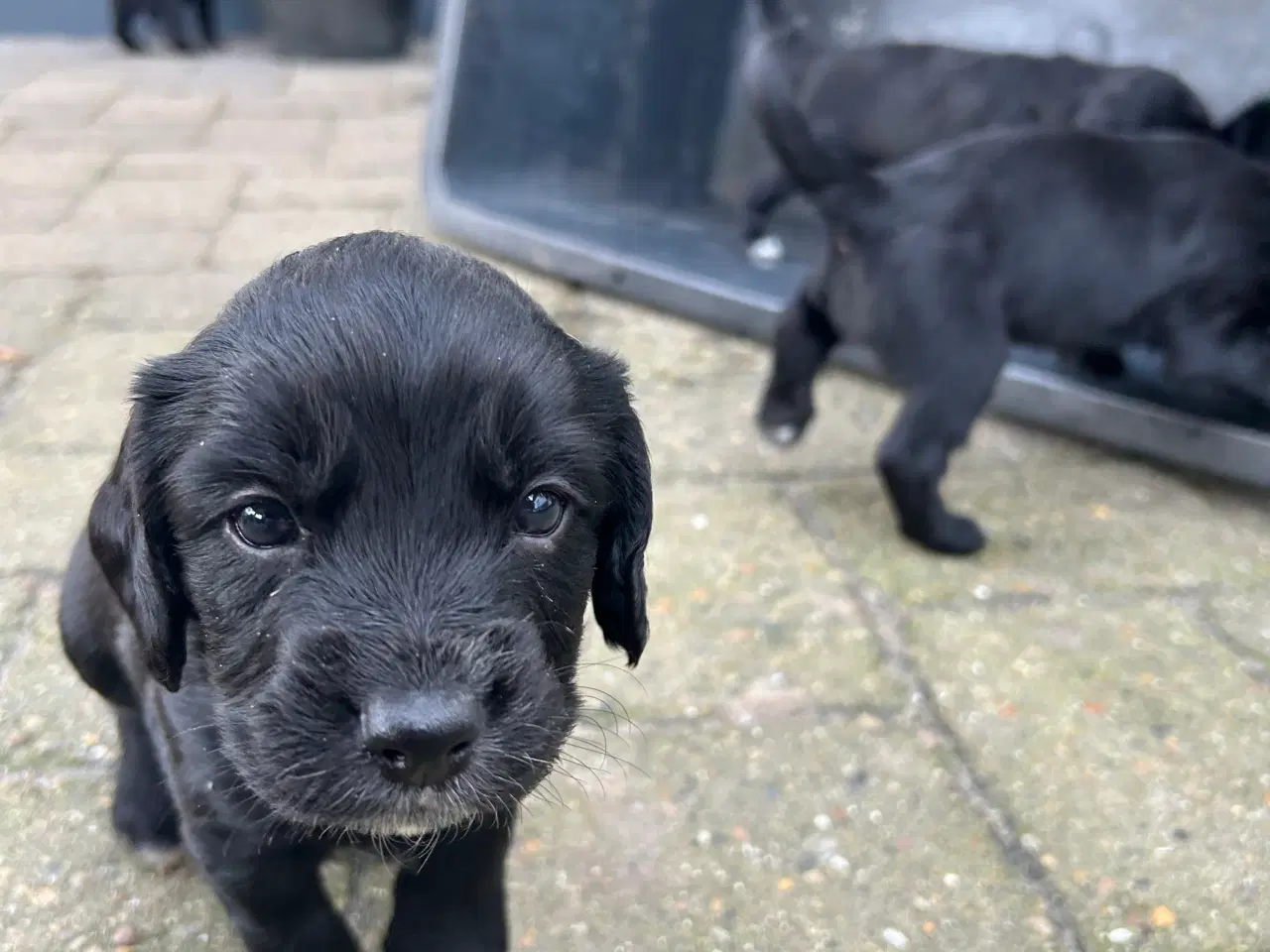 Billede 6 - Lækre FT springer/cocker spaniels