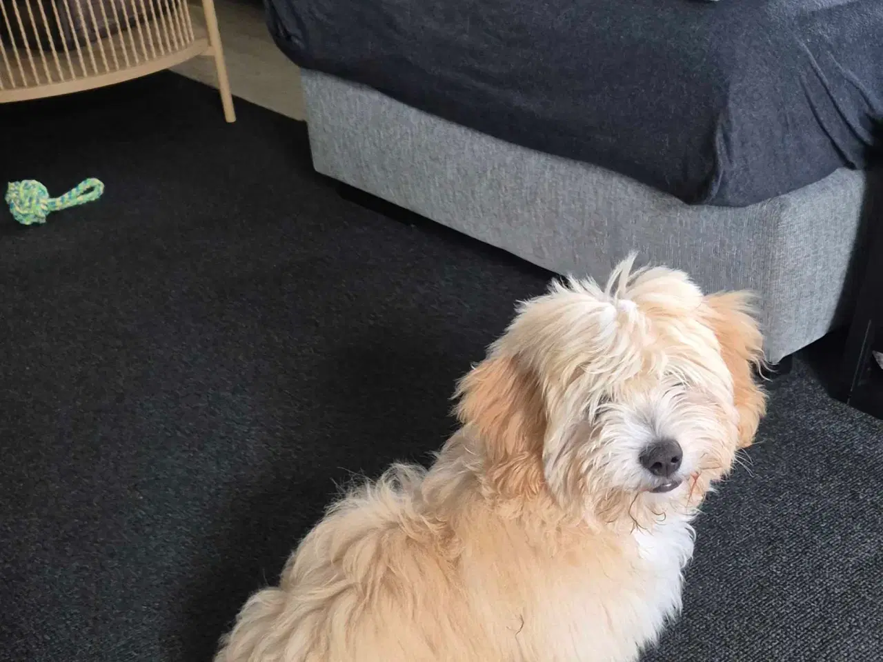 Billede 2 - Lækker dreng 