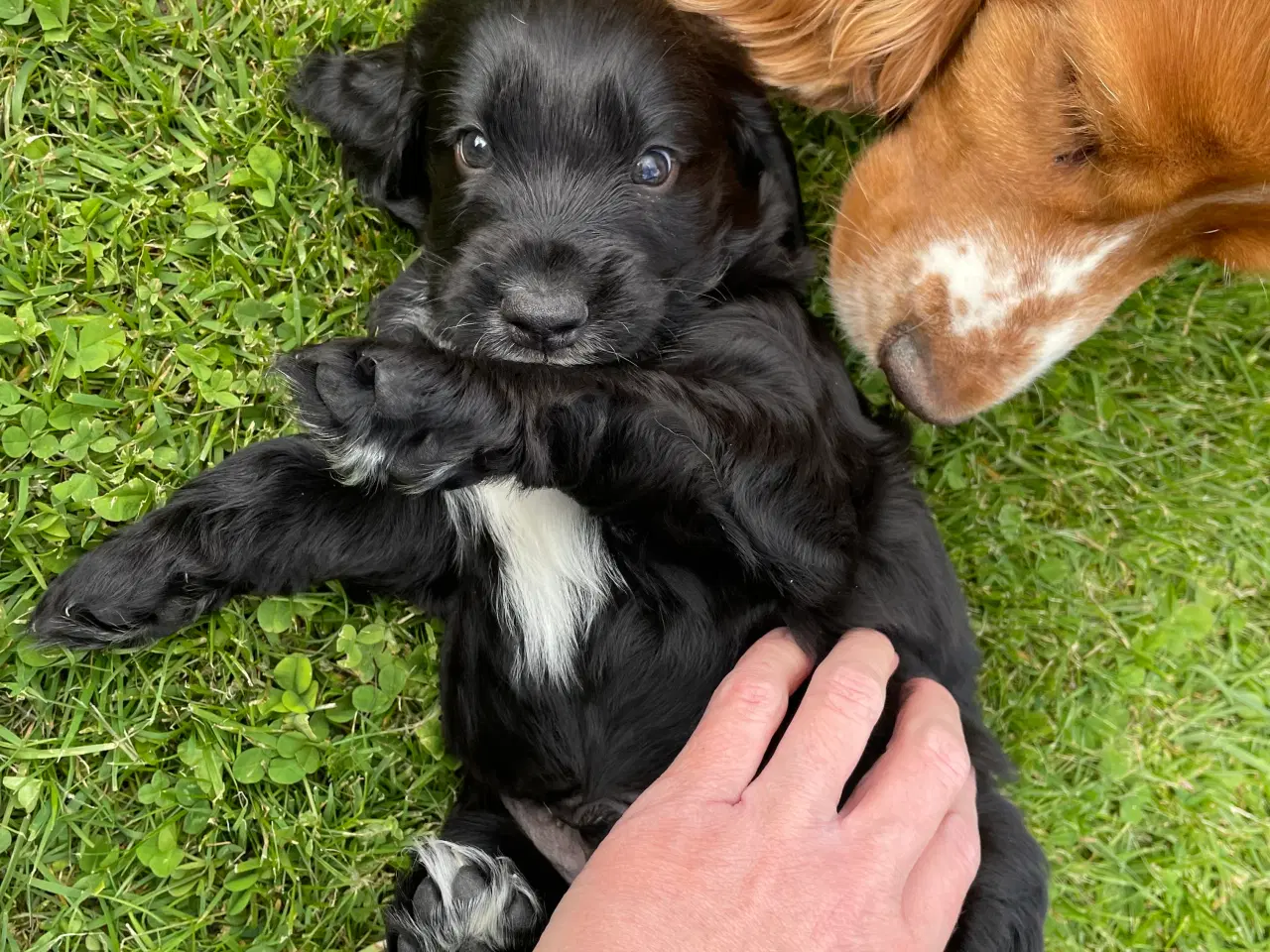 Billede 4 - Kun 1 tilbage. Cocker Spaniel hvalpe klar 18/5
