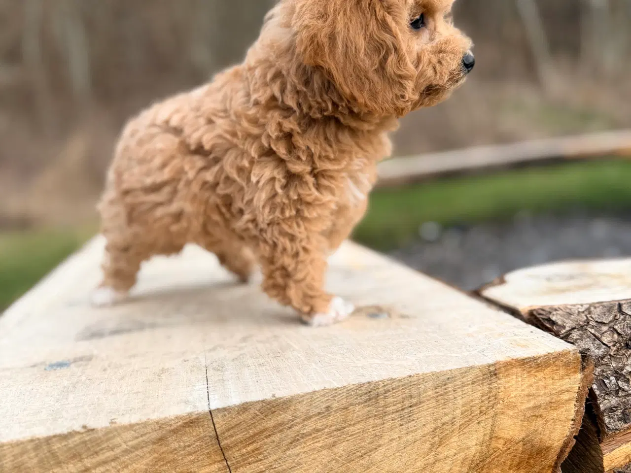 Billede 8 - Pooton dreng rejseklar nu