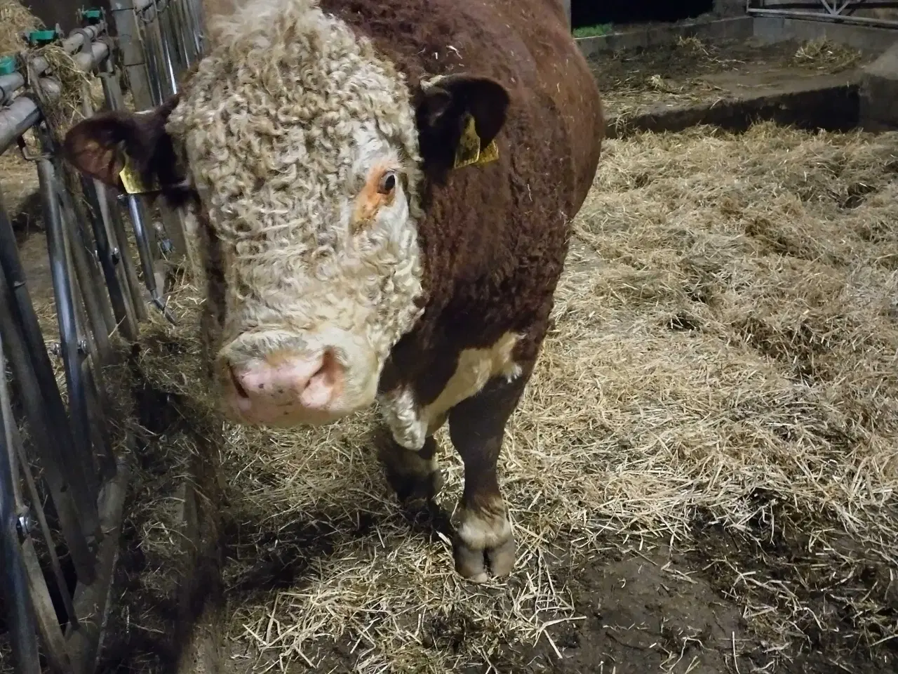 Billede 1 - Hereford Avls Tyr