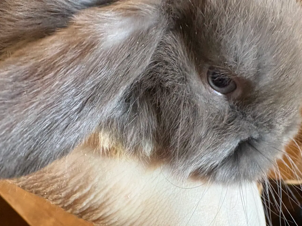 Billede 6 - Minilops piger