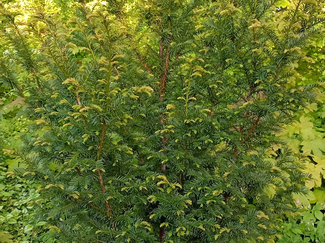 Billede 4 - Taks plante. Træ / Busk