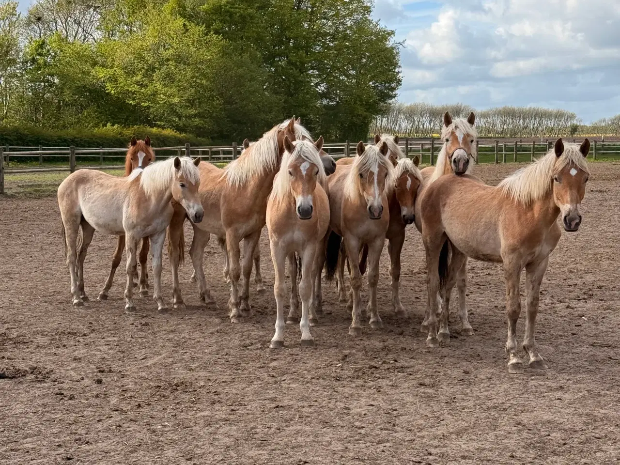 Billede 1 - Haflingere