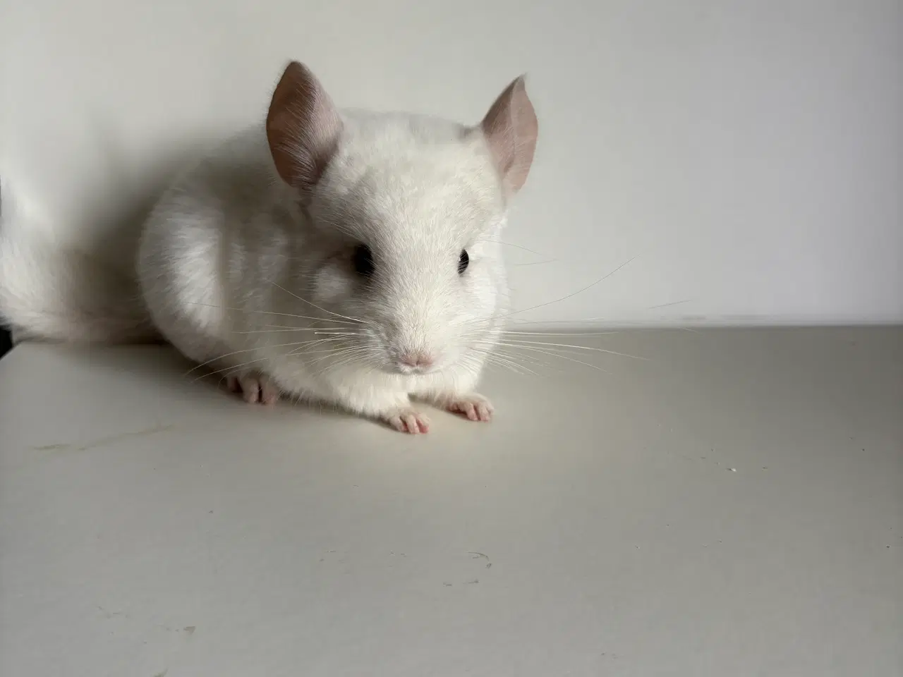 Billede 3 - Pink White HAN chinchilla 