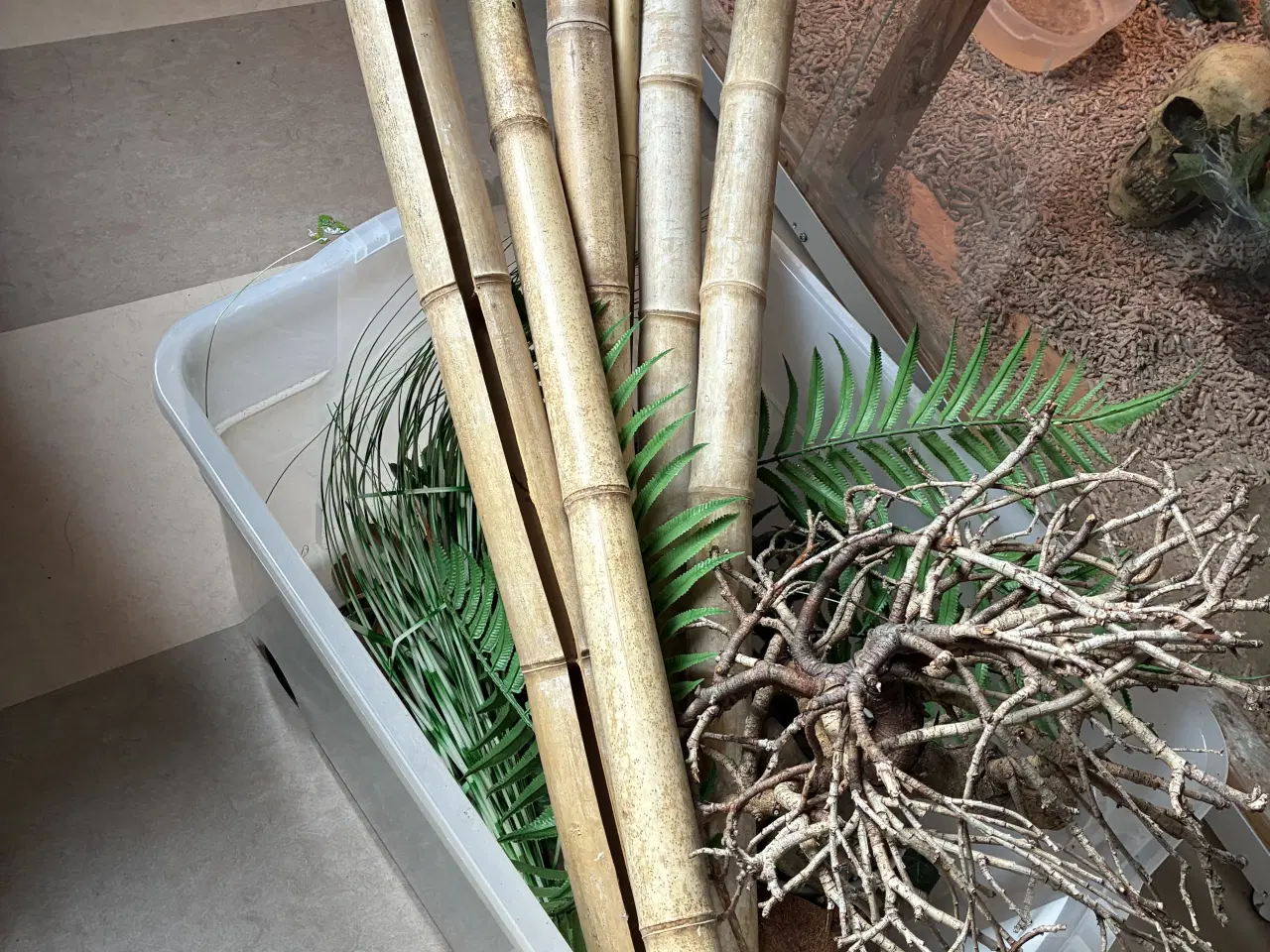 Billede 10 - Kongepyton Banana leopard 100% het clown