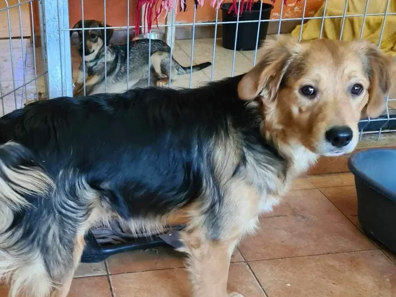 Billede 8 - Frodo til adoption! 🩵