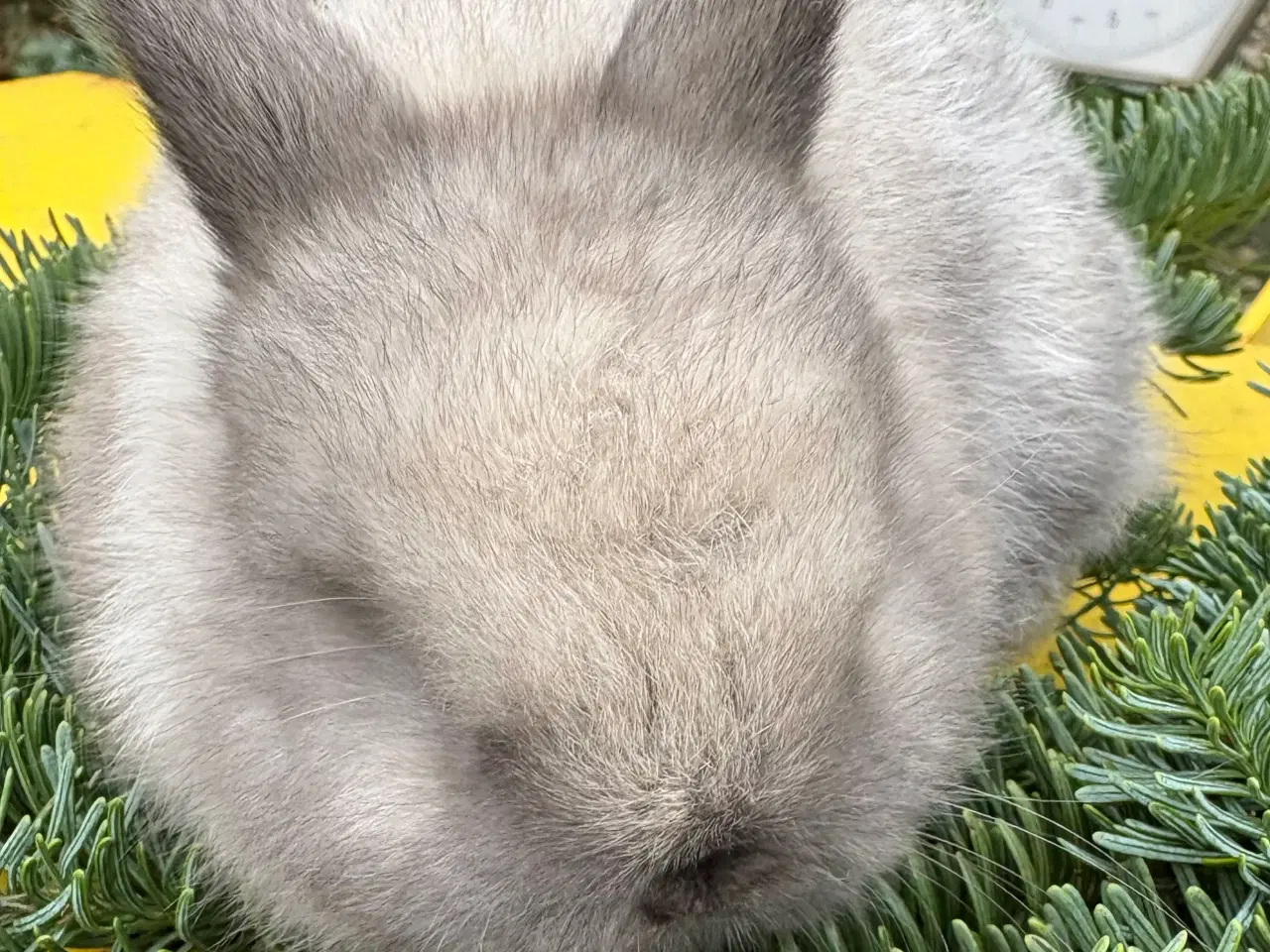 Billede 2 - De sødeste Minilops 