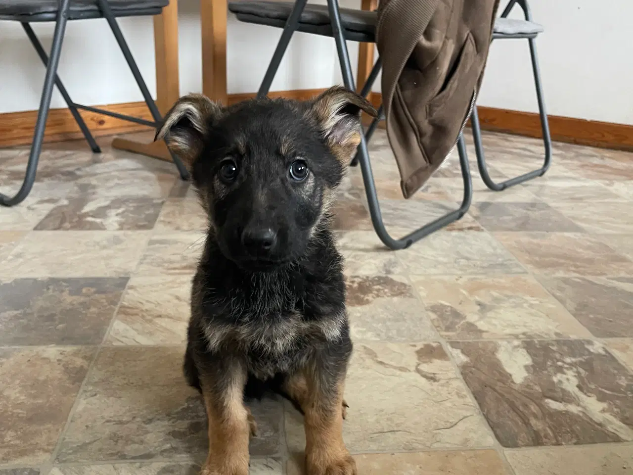 Billede 5 - Schæfer hvalpe