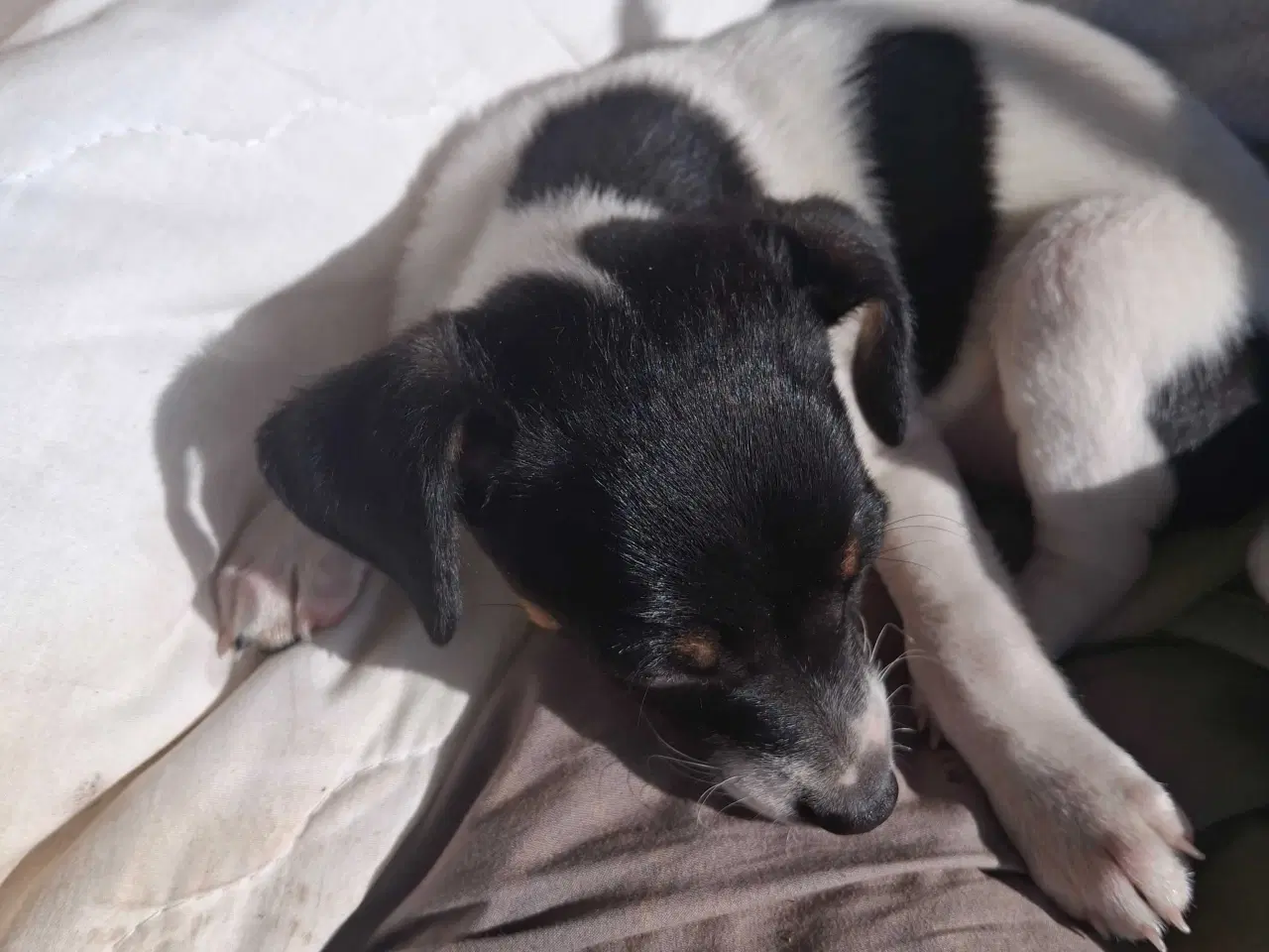 Billede 5 - Dansksvenskgårdhund hvalp